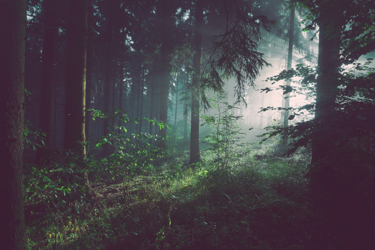 A dark forest